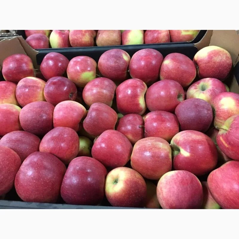 Apple poland