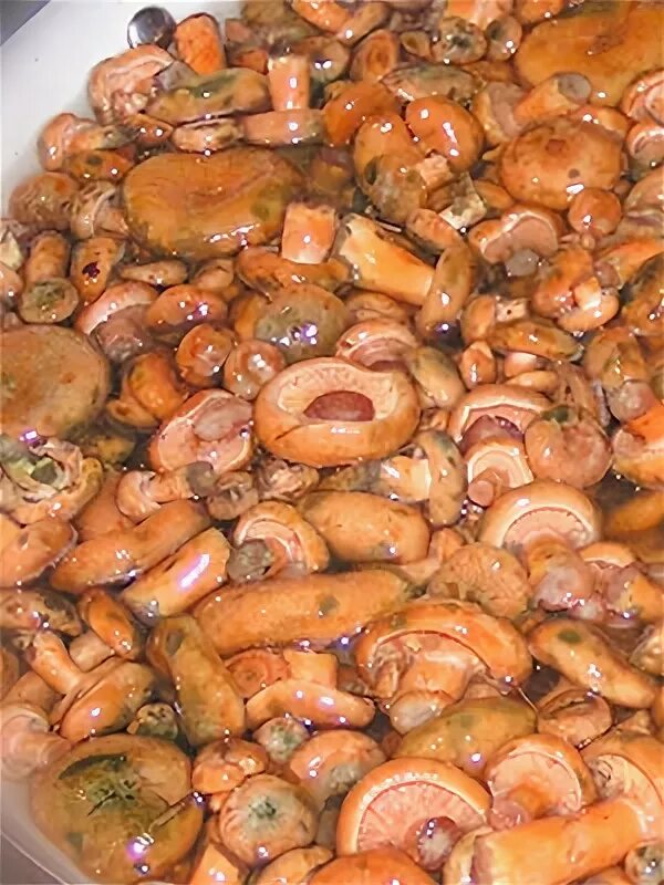 Рыжики маринованные. Рыжики маринованные. Рыжики соленые без уксуса. Рыжики в банке. Соленые рыжики в банке.