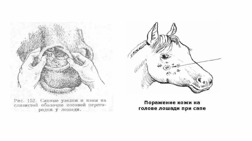 Сап лошадей. Сап лошадей маллеинизация. сап лошадей носовая форма. мыт у лошадей клинические формы. сап лошадей кожной формы.
