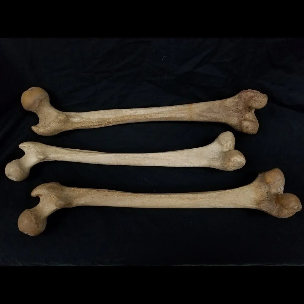 Кость. Bones кость. Human femur. Ящеротазовые кости из кости.