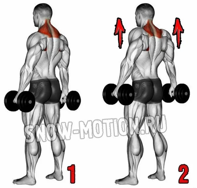Шея гантелями. Шраги (трапеции) со штангой стоя. Шраги с гантелями стоя техника. Прокачка дельт шраги.