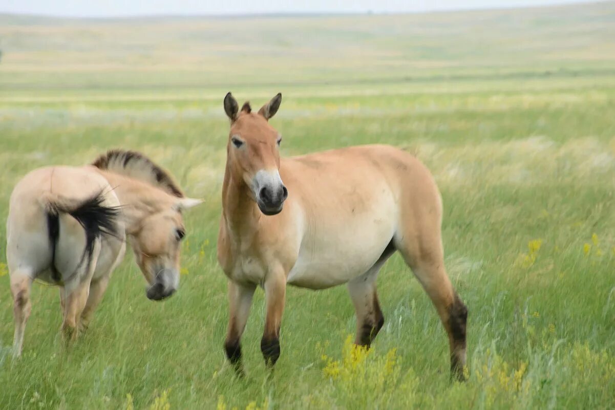 Лошадь Пржевальского. Лошадь Пржевальского Equus przewalskii. Дикая лошадь Пржевальского. Лошадь Пржевальского жеребенок. Почему лошадь пржевальского