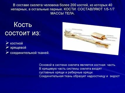 Какой тканью образованы кости скелета