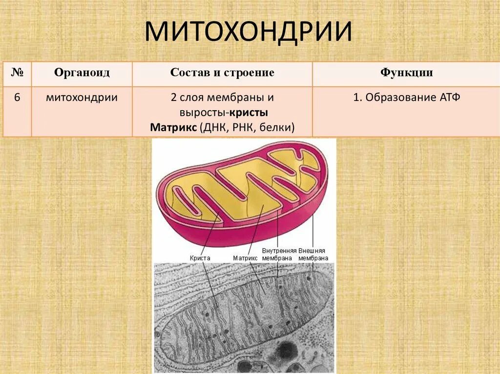 Функции митохондрий 1. Митохондрии рисунок и функции. Строение органоидов клетки митохондрии. Митохондрии строение и функции. Митохондрии строение и функции рисунок.