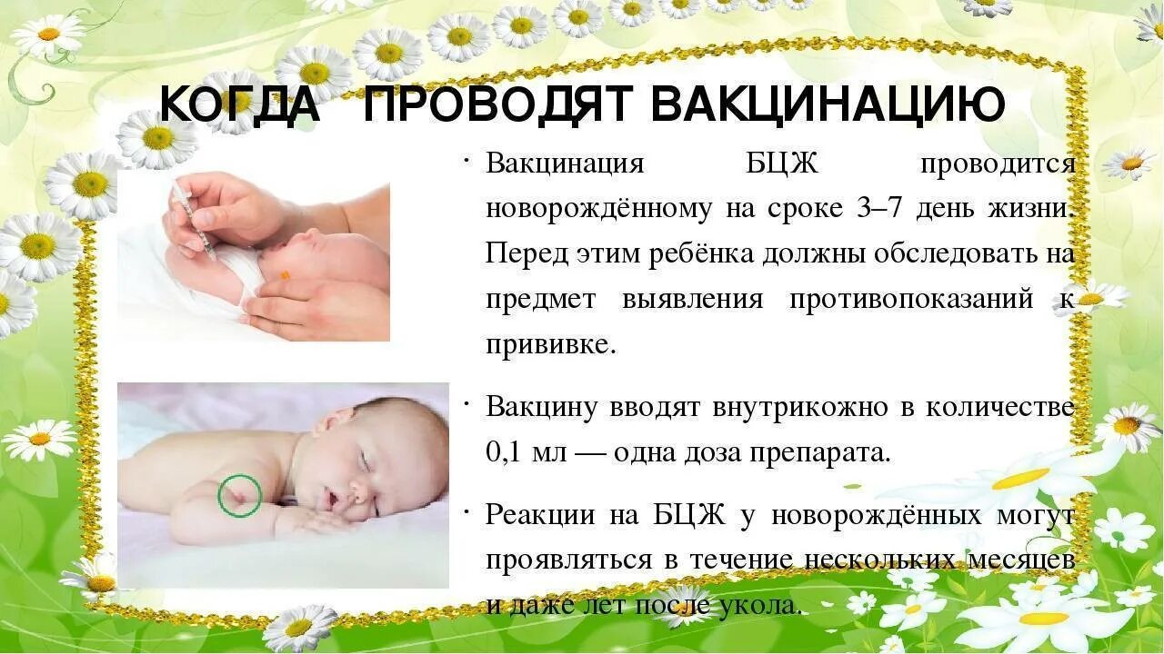 Можно ли делать прививки новорожденным. Прививки БЦЖ новорожденным. БЦЖ прививка новорожденным.