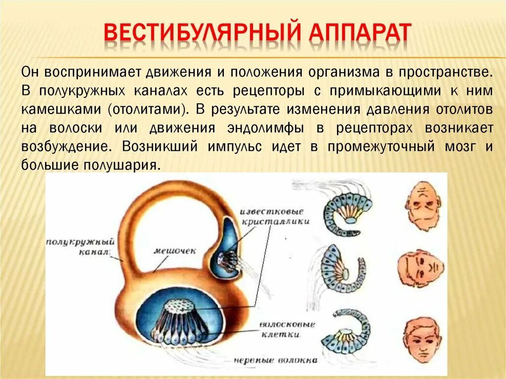 Строение вестибулярного анализатора 8 класс. Строение и функции вестибулярного аппарата. Отолитовый аппарат вестибулярного анализатора. Функции полукружных каналов вестибулярного аппарата.