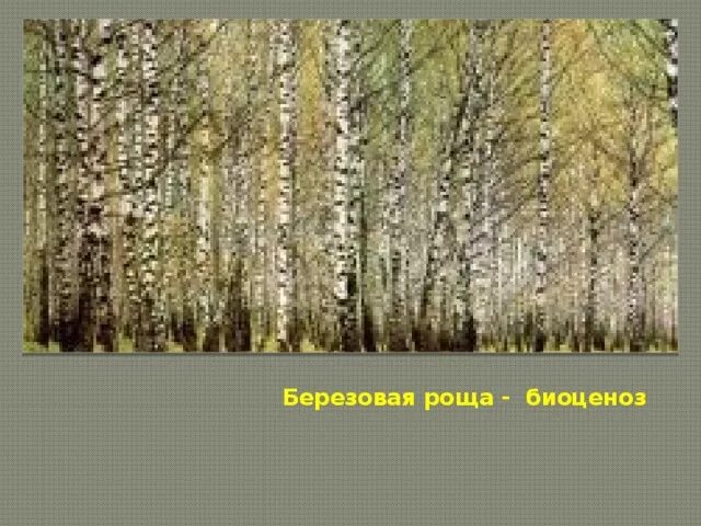 Экосистема березы