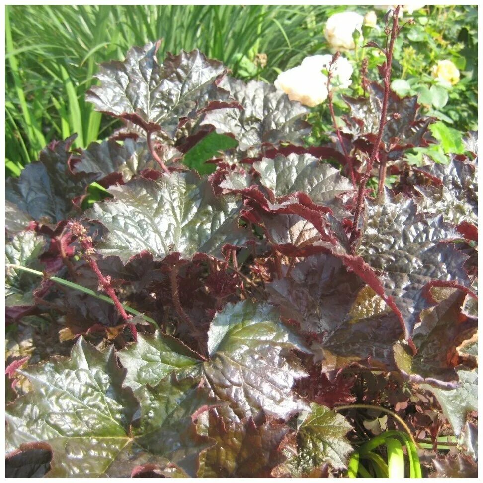 Семена Орешка Гейхера Пурпурный дворец (Heuchera micrantha Palace Purple) 300 шт