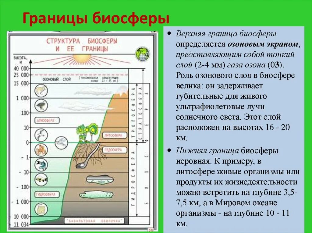 Граница биосферы в атмосфере находится на высоте. Границы биосферы биология. границы распространения оболочки биосферы. границы биосферы в учебнике биологии. границы биосферы 5 класс биология.