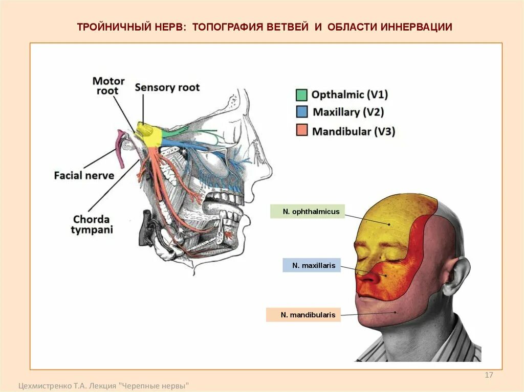 Иннервация ветвей тройничного нерва. Тройничный нерв ветви области иннервации. Топография 3 ветви тройничного нерва. Корешок тройничного нерва анатомия.