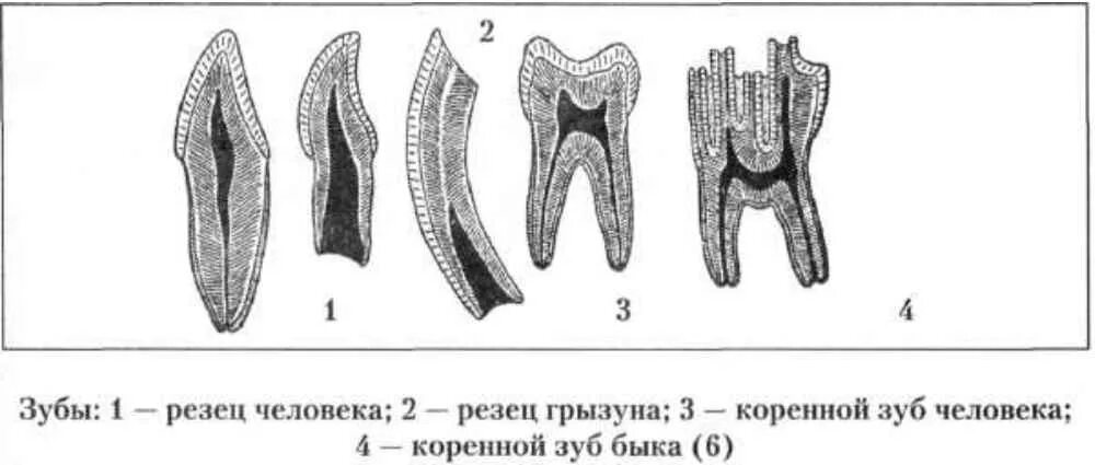 Какую особенность имеют резцы у грызунов. Резцы зубов у грызунов. Строение резца зуба. Грызуны зубы строение. Строение резцов грызунов.