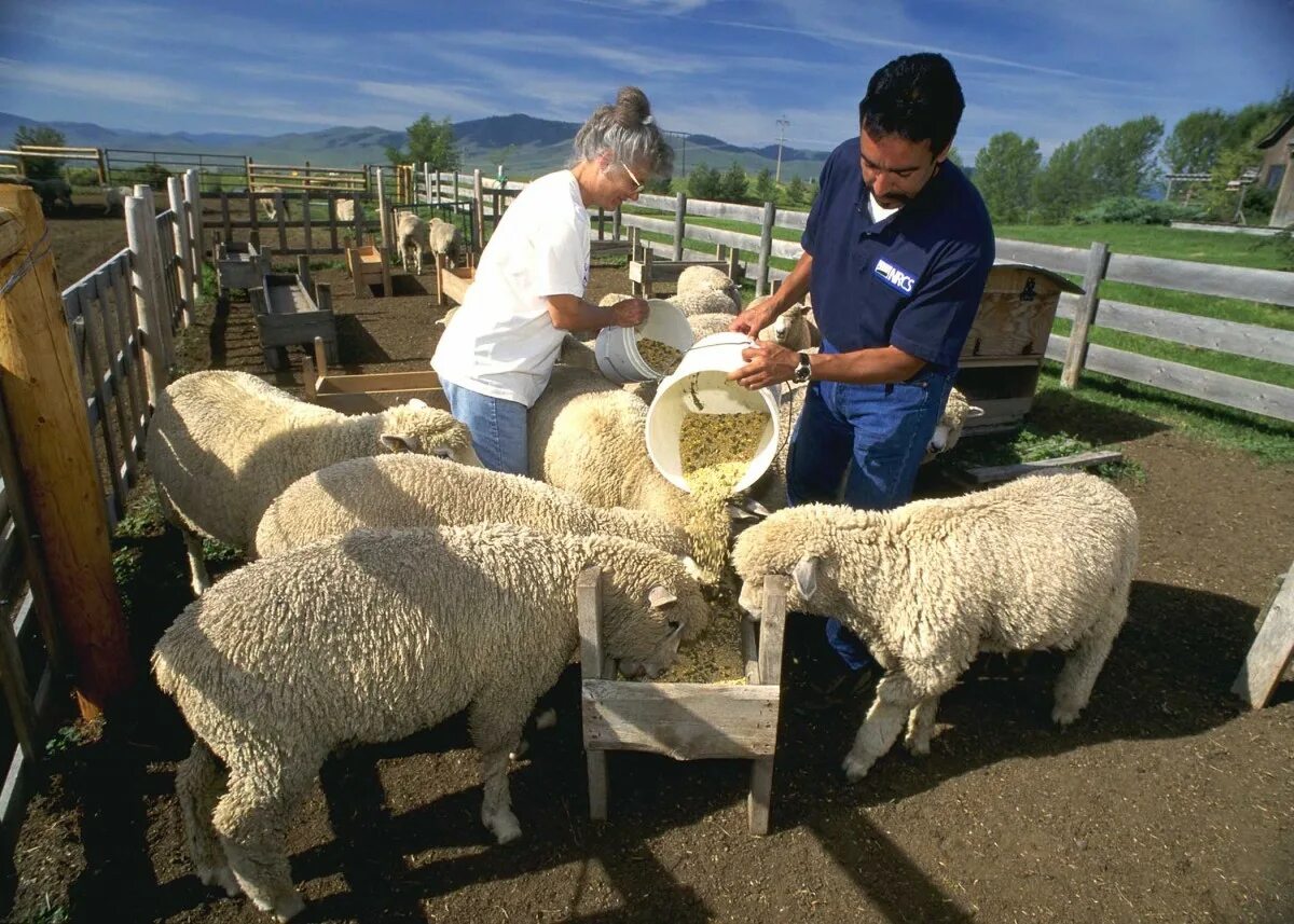 Овцеводство: разведение овец. Австралия овцеводческие фермы. Овцефермы Австралии. Ферма Баранов КЧР.