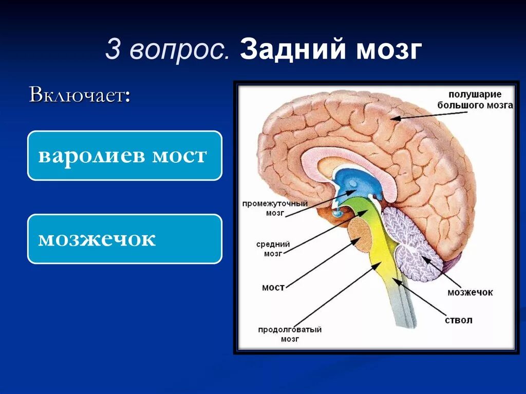 Задний мозг мост и мозжечок. Строение заднего головного мозга мозжечок. Строение отделов головного мозга задний мозг. Задний мозг варолиев мост и мозжечок. Задний отдел мозга включает