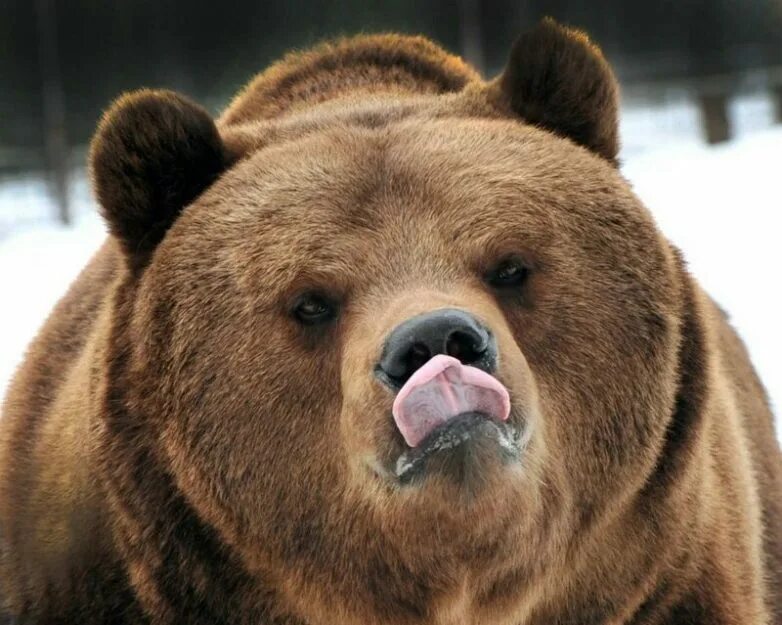 медведь смеется. медвежонок улыбается. медведь смеется. бурый медведь косолапый. медвежонок улыбается.