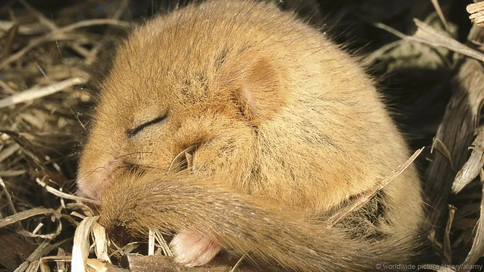Спящие на животе. Орешниковая соня. Орешкова соняживотное. Детеныш горностая. Новорождённые выдры.