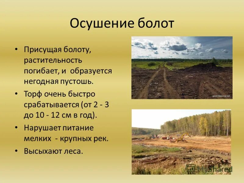 Как называется осушение болот. Осушение болот. осушение болот последствия. осушение торфяных болот. влияние болот на человека.
