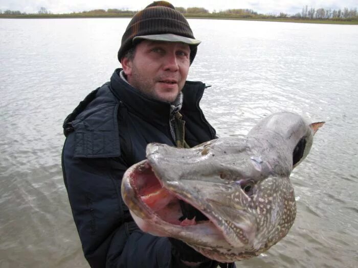 Новосибирское водохранилище рыба. Какая рыба в обском водохранилище. Рыбалка на обском водохранилище. Судак рыба 10 кг. Острова обского водохранилища.