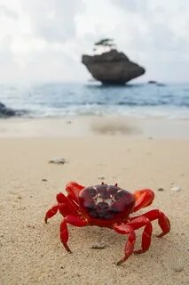 Крабики в море