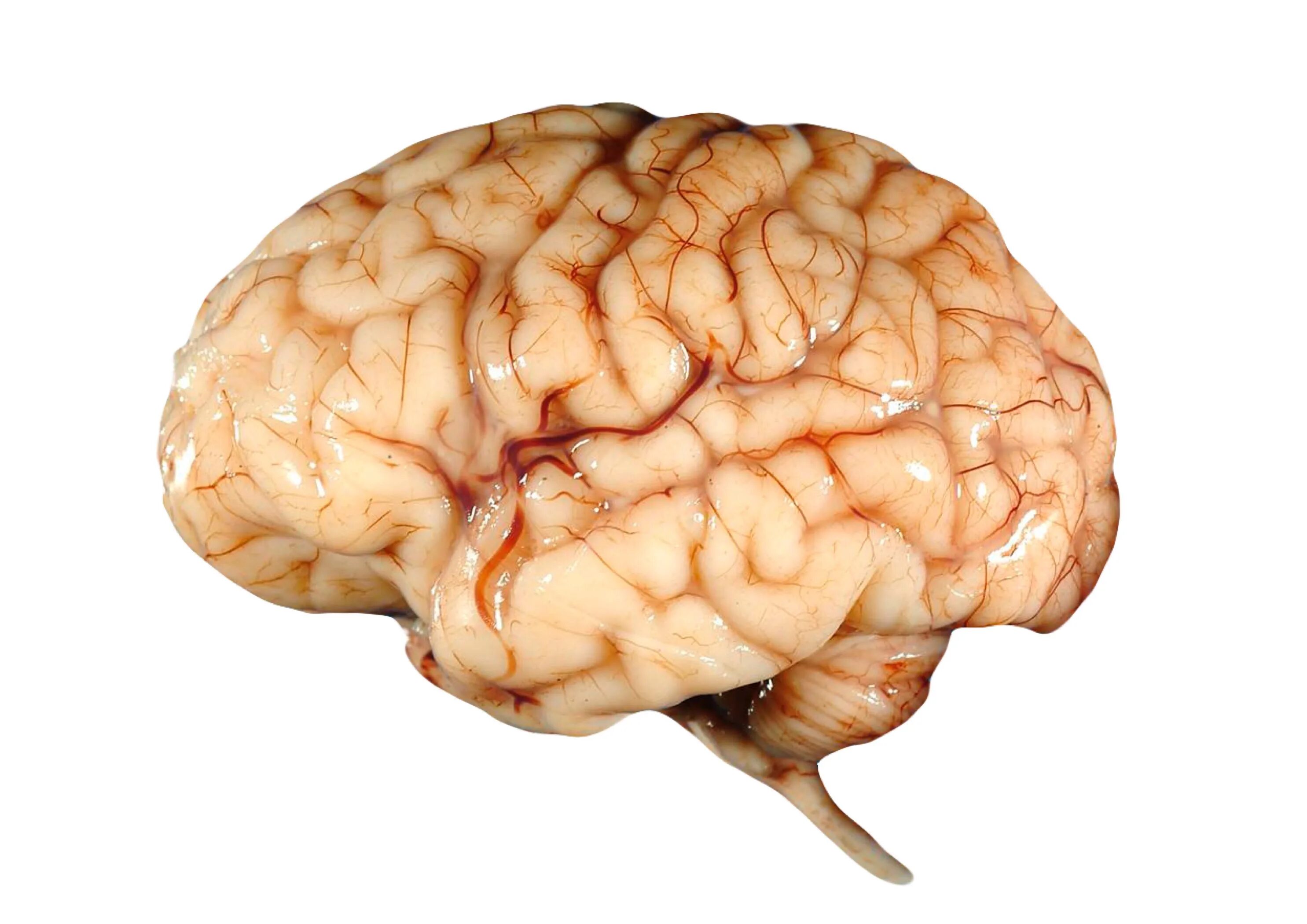 Brain name. Мозг на белом фоне.