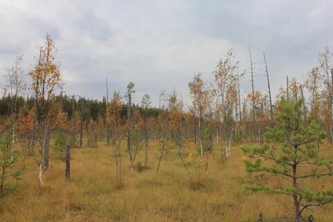 Блудово болото содержит огромные запасы впр