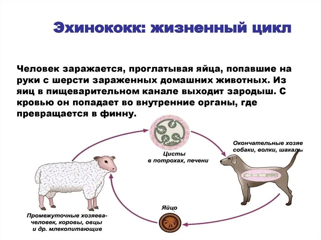 Без смены хозяев происходит развитие. Цикл развития эхинококка промежуточный хозяин. Эхинококкоз цикл развития схема. Цикл развития эхинококка окончательный хозяин. Жизненный цикл эхинококка схема.