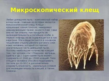Анализ на пылевого клеща