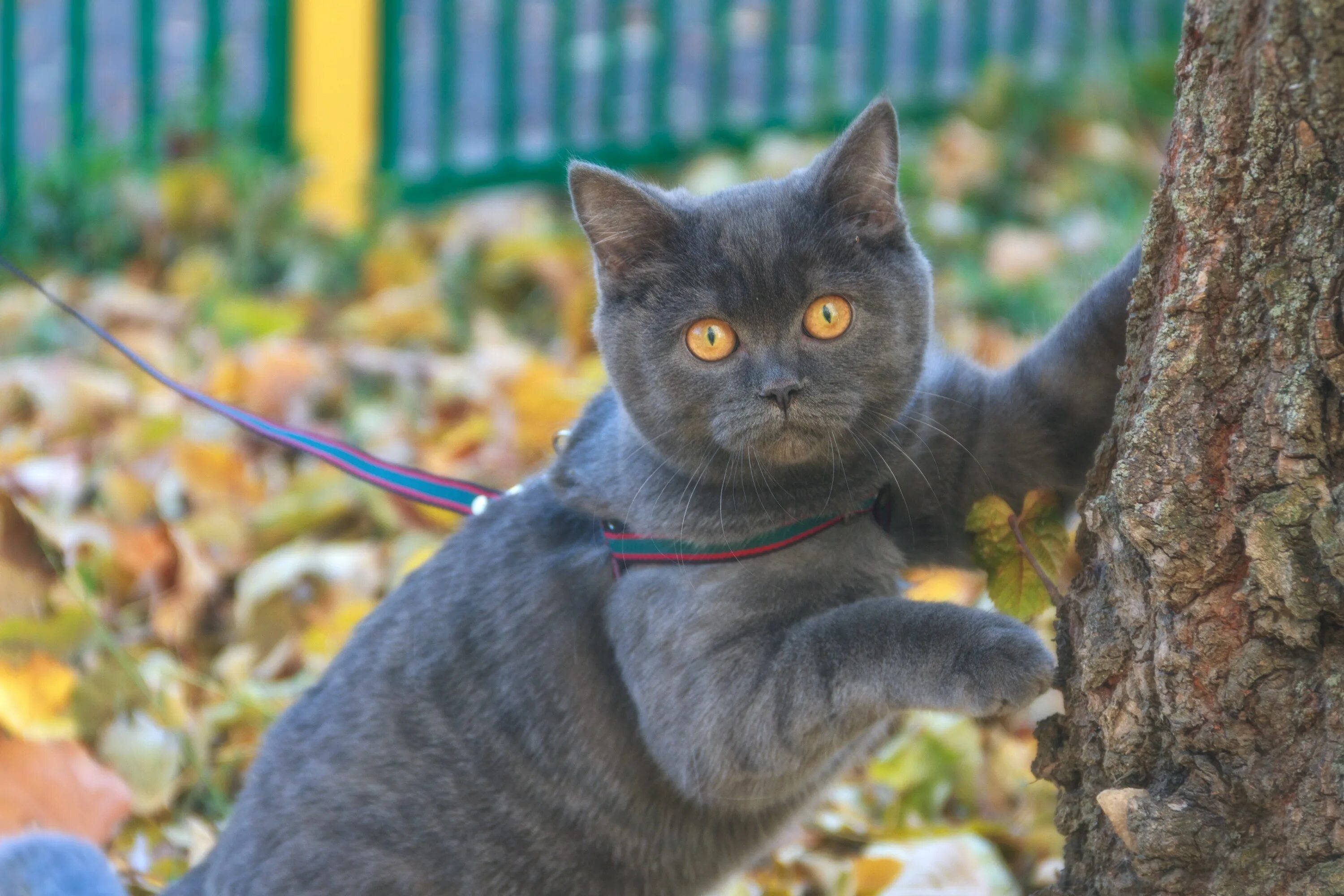 Кошечка гуляет. Кошка на прогулке. Кошка гуляет. Британец на прогулке. Британский кот на улице.