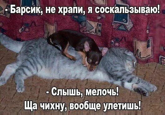 SAY7 :: Котоматрица : Наши любимые животные
