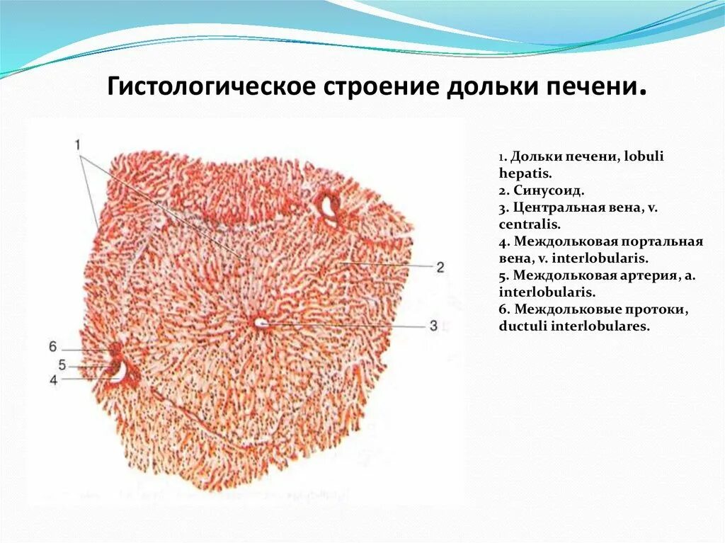 Форма клетки печени. Схема строения дольки печени гистология. Строение дольки печени гистология. Междольковая Вена печени гистология. Строение паренхимы печени гистология.