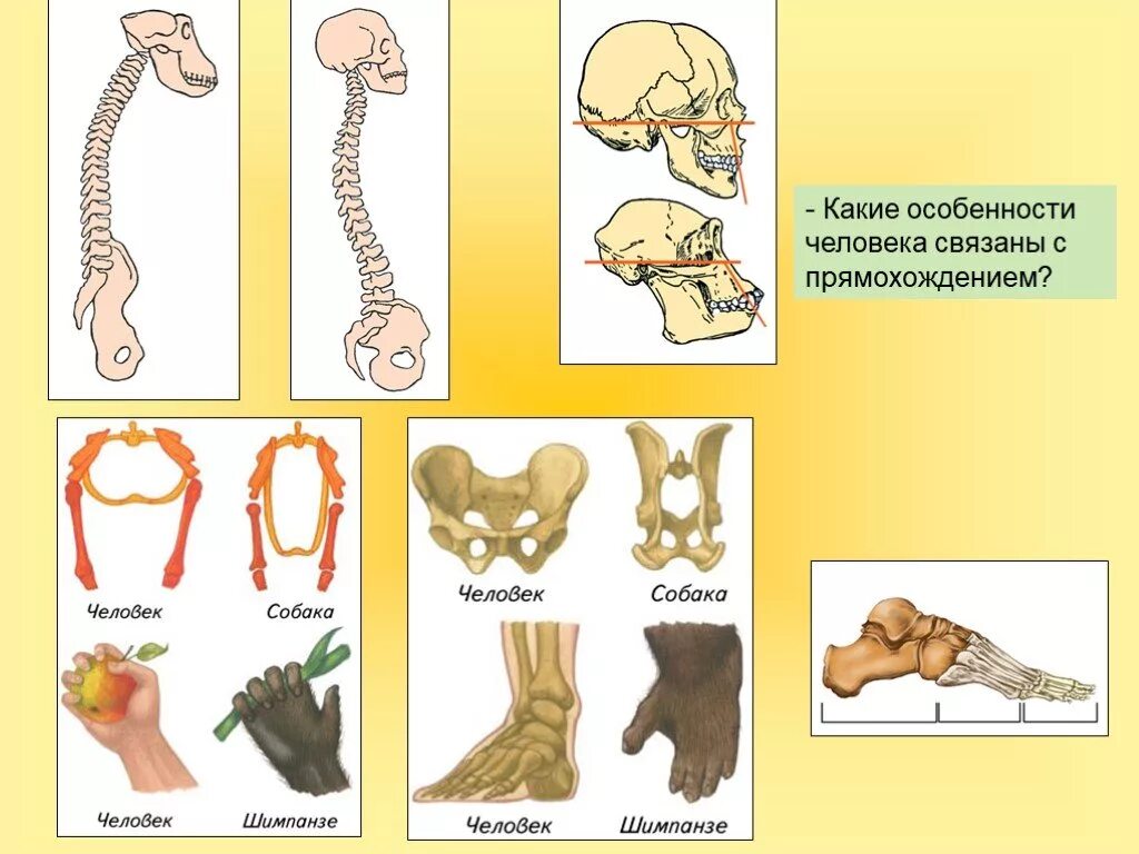Приспособления скелета к прямохождению. Изменения в скелете человека в связи с прямохождением. Приспособления скелета человека к прямохождению. Особенности человека связанные с прямохождением.