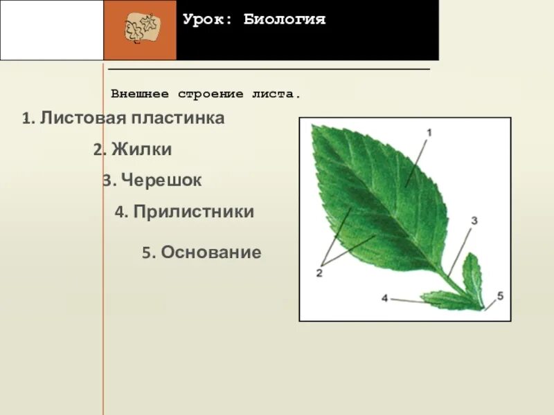 Прилистник черешок основание листа. Строение черешка листа. Черешок жилка и листовая пластинка. Строение листа с прилистниками. Тест по биологии тема лист