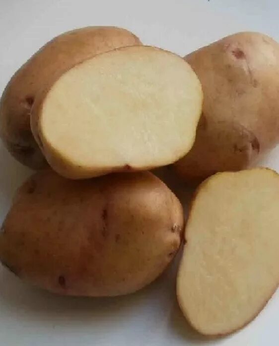 Сорт крепыш. Семенной картофель крепыш. сорт картофеля крепыш. картофель семенной крепыш с/элита. картофель крепыш описание сорта.
