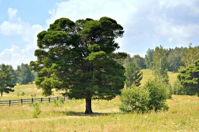 картинки : природа, пустыня, снег, зима, хобот, Хвойное дерево, Creativecommons,