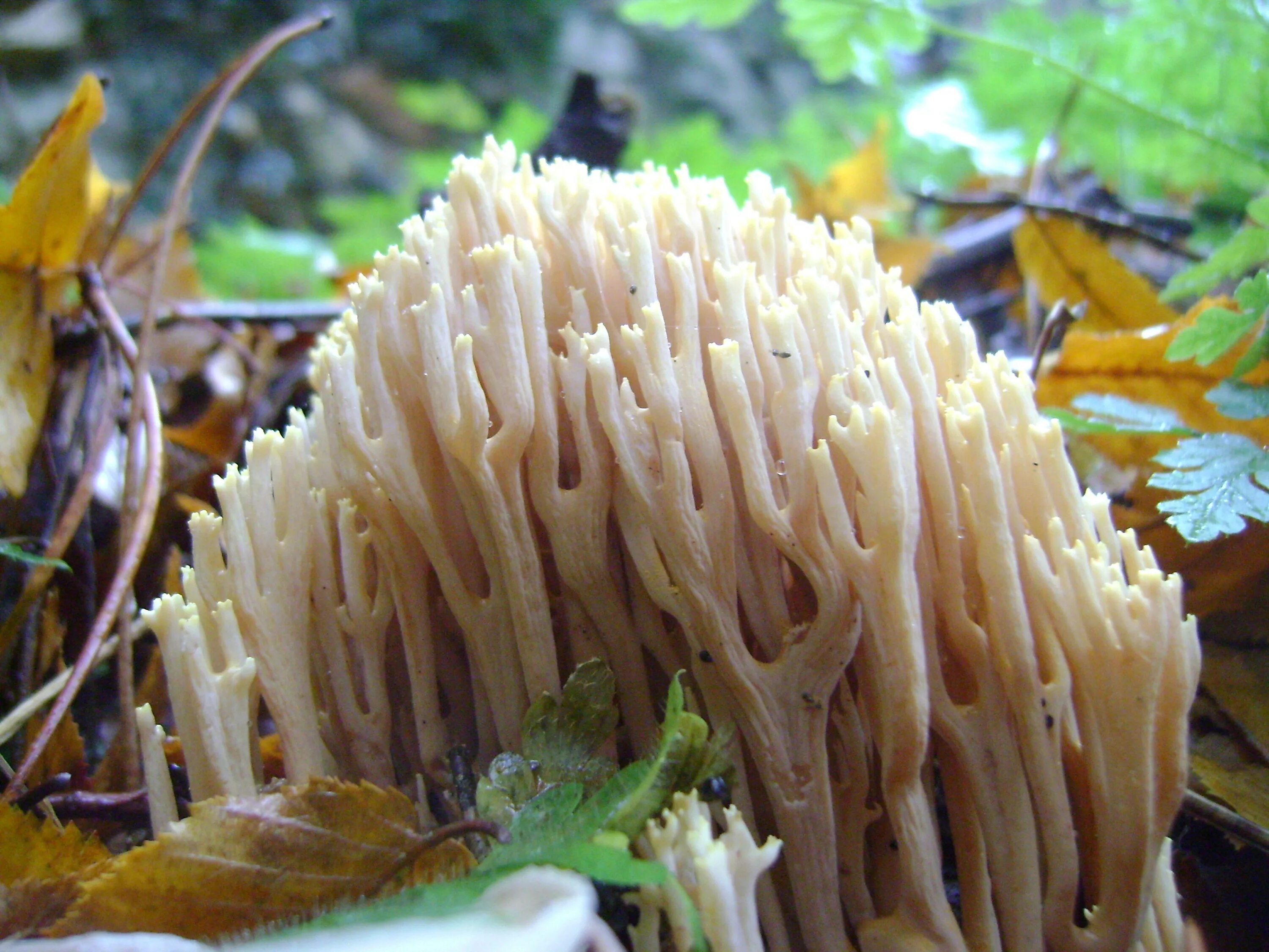 Оленьи рожки Ramaria Flava. Ежовик, Оленьи рожки.. Рогатик золотистый. Рамария желтая Рогатик двойники. Рогов грибы