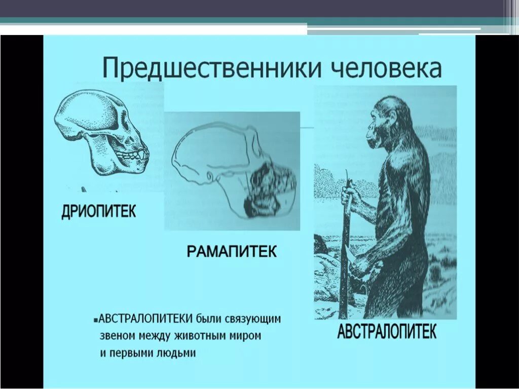 Презентация этапы эволюции человека 9 класс пономарева. Эволюция человека презентация. Презентация по биологии по теме Эволюция человека. Антропогенез гипотезы происхождения человека. Эволюция человека презентация 11 класс биология.