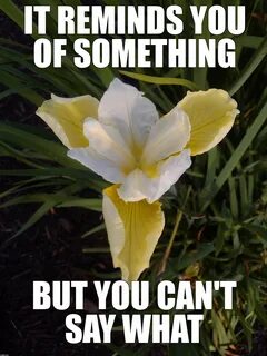 Flowers meme