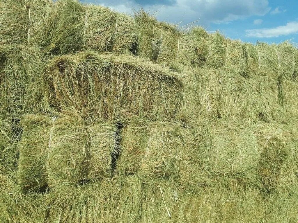 Купить сено свежие объявления