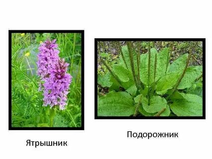 Подорожник тип соцветия