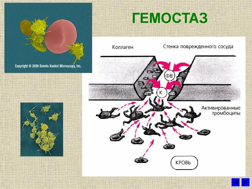 Гемостаз картинки. Гемостаз определение. Слово из букв гемостаз. Hemostasis scheme. Слово из букв гемостаз.