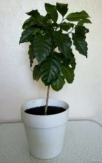 Кофейное дерево в горшке как ухаживать