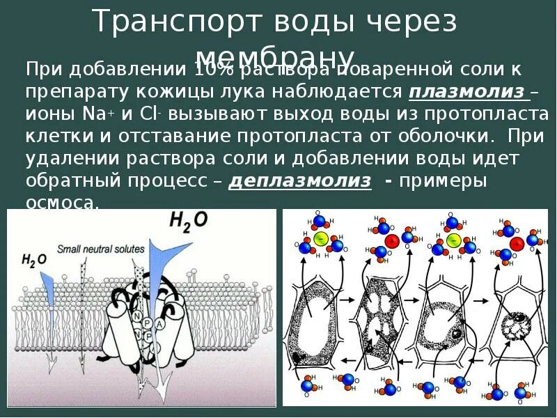 Транспорт веществ у растений и животных. Осмос транспорт веществ через мембрану. Транспорт веществ у водорослей 6 класс. Вода участвует в транспорте веществ. Транспорт веществ в организме таблица.
