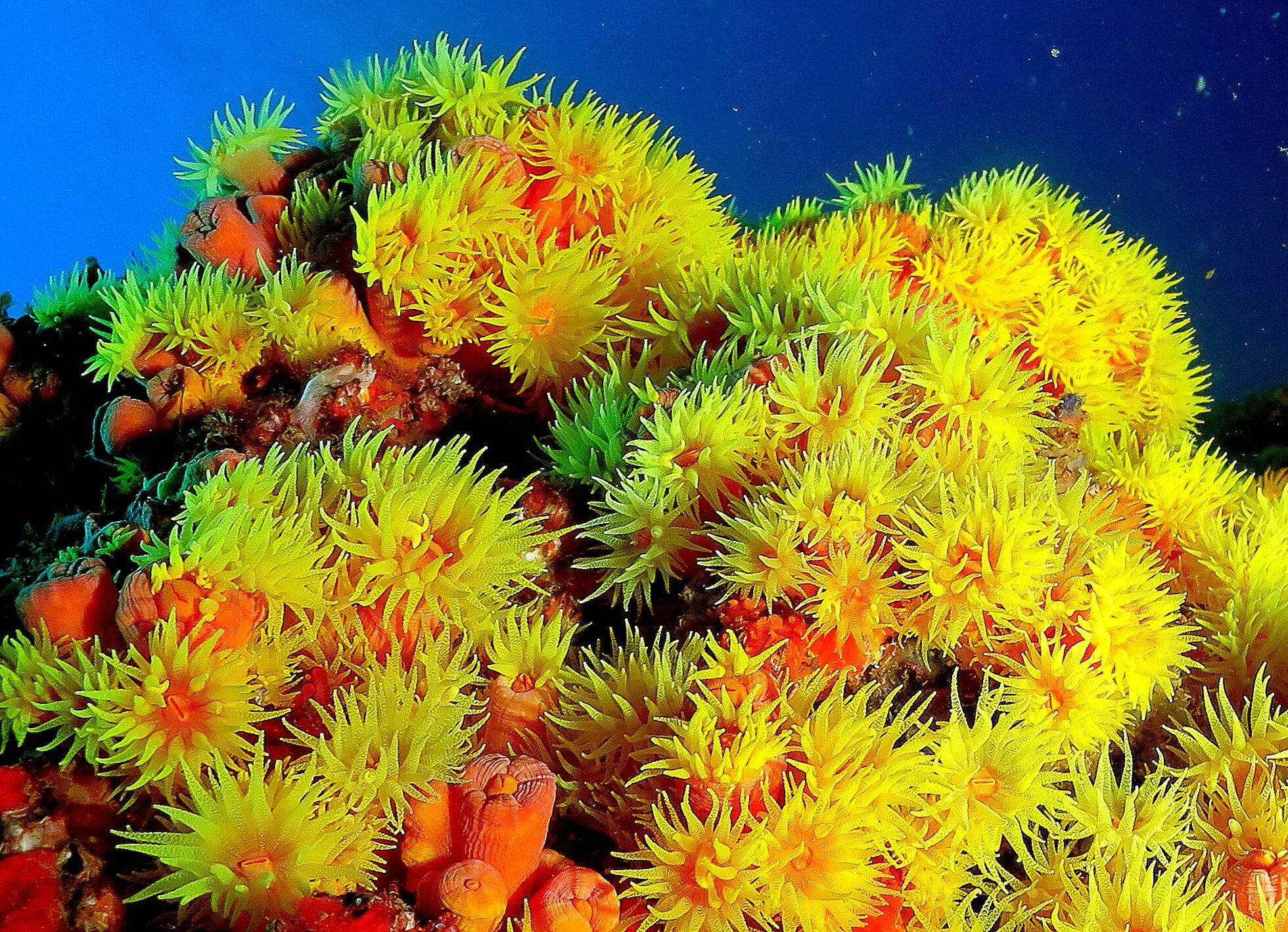 The coral has. Тубастрея коралл. Тубастрея Ауреа Солнечный коралл оранжевый. Солнечник кораллы. Актиния Криспа желтая.
