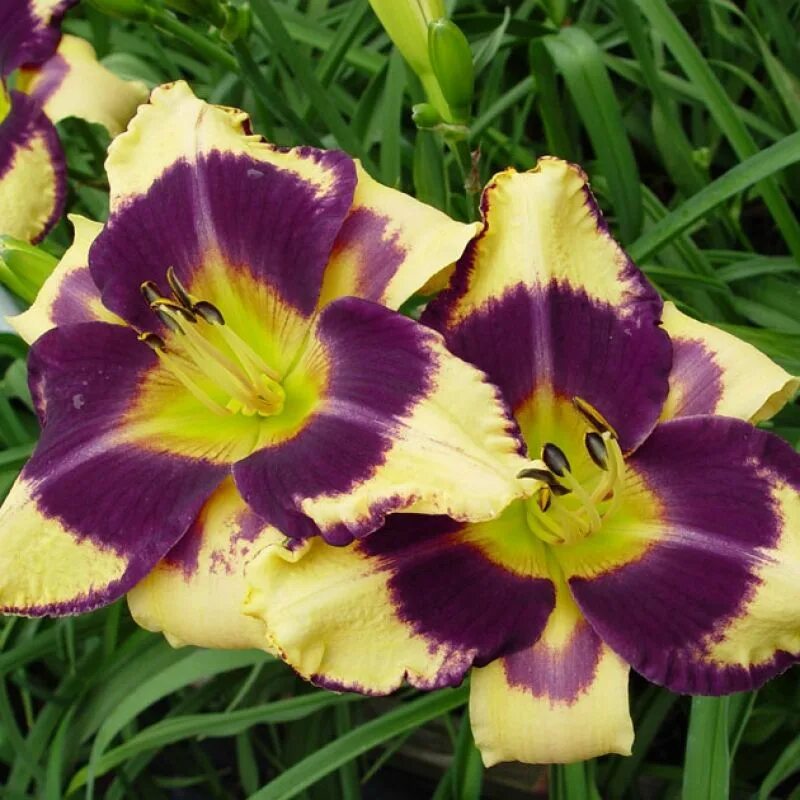 Лилейник (Hemerocallis) Jamaican me Crazy. Лилейник Тускавилла Тигрис. Лилейник гибридный Holiday Delight. Лилейник хемерокаллис Ямайка.