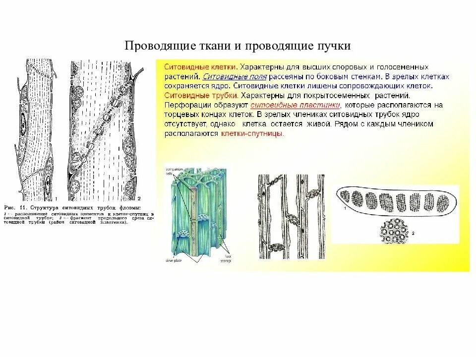 Строение ситовидных трубок растения. Проводящая ткань растений ситовидные трубки. Ситовидные клетки голосеменных. Проводящая ткань голосеменных.