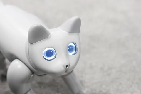 Робот кот