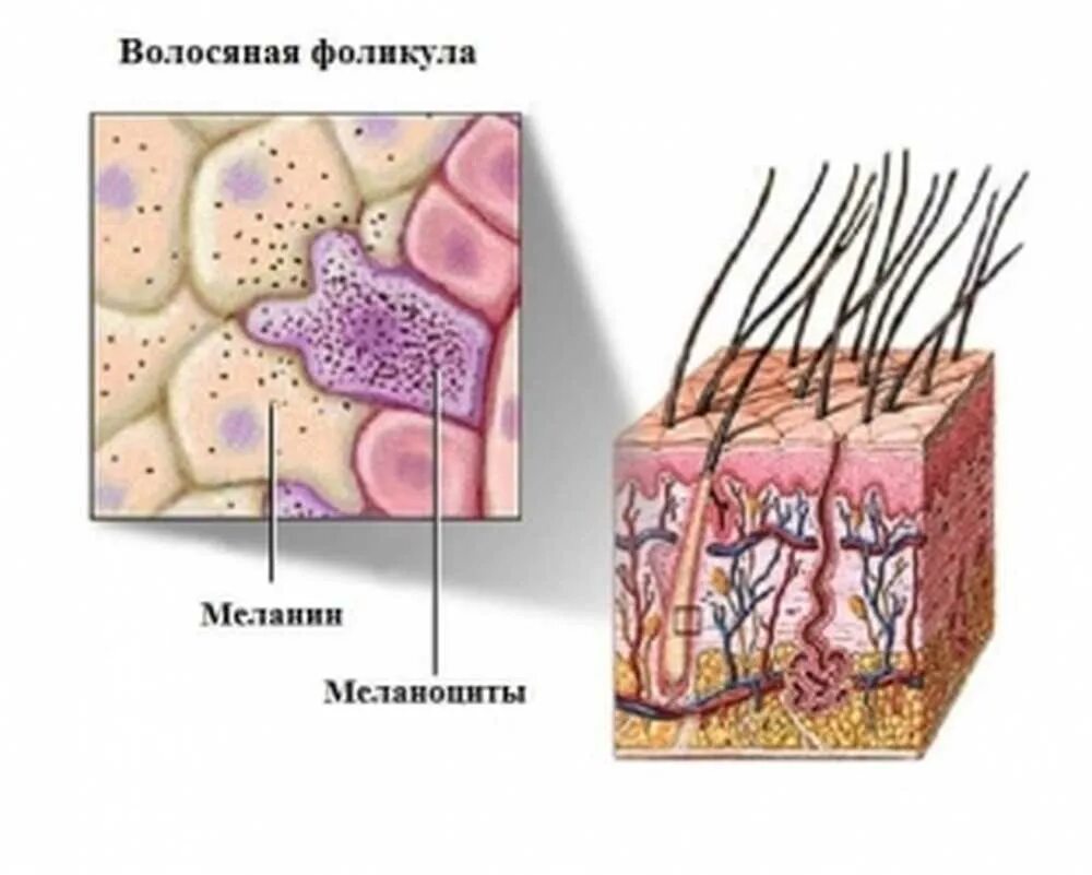 Пигмент кожи меланин находится. Строение волоса пигмент меланин. Строение кожи меланин пигмент. Меланоциты в волосяном фолликуле. Строение волоса меланоциты.