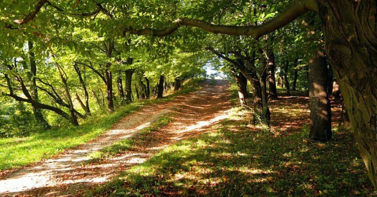 Ашман парк. Парк макса ашманна. ашман парк калининград. парк имени макса ашманна калининград. ландшафтный парк калининград.
