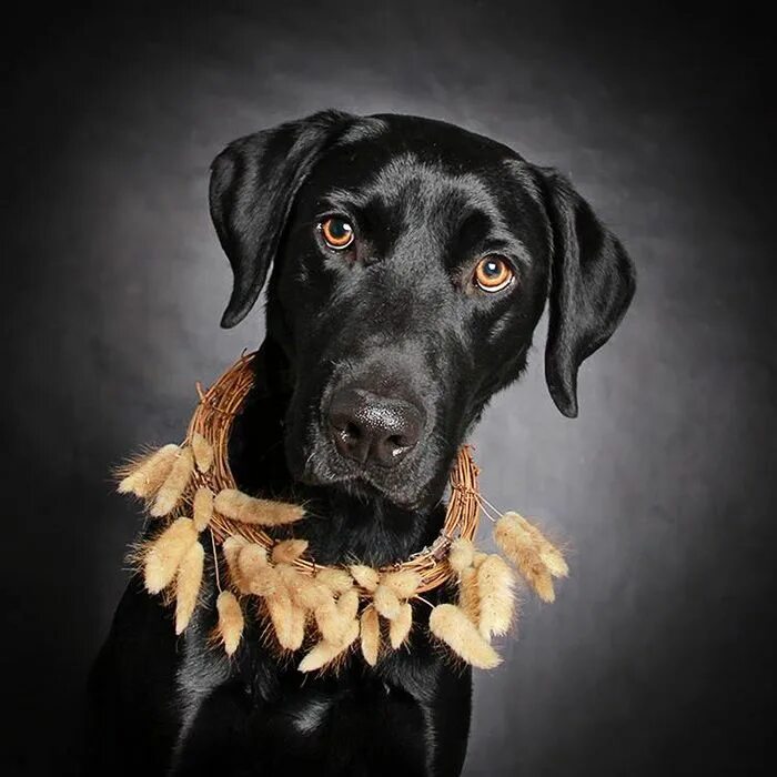 Фотопортрет собаки. Underdog meaning. This dog is black and white. This dog is black. Блэк дог хаус на английском.