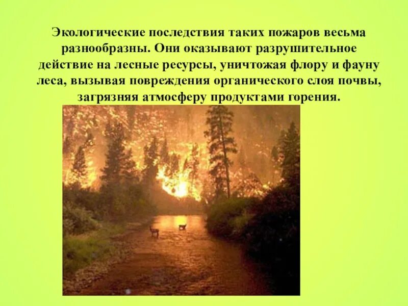 Экологические последствия лесных пожаров. Актуальность лесных пожаров. Лесные пожары и их влияние на экологию. Влияние пожаров на экологию.