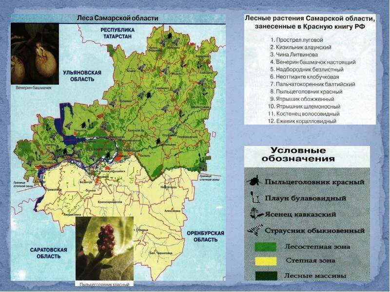 Карта лесов Самарской области. Карта лесов Самарской области подробная. Географическая карта Самарской области. Северо Запад Самарской области.